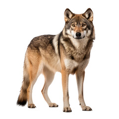 Fototapeta premium wolf looking isolated on white