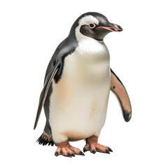 penguin looking isolated on white