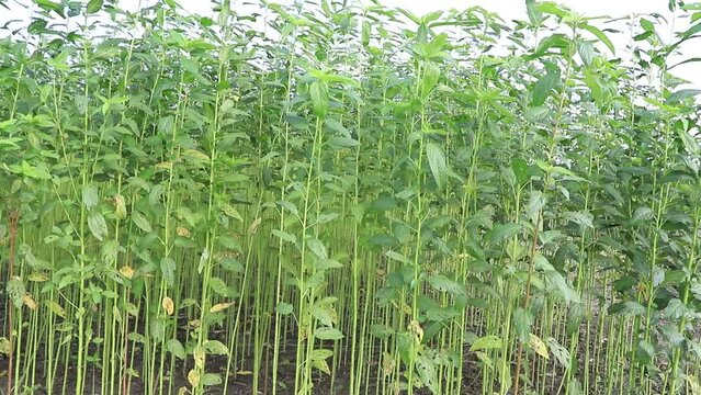 Swing in the wind green raw jute plantation in the countryside of Bangladesh.  This is the Called Golden Fiber in Bangladesh 