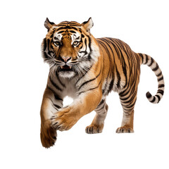 Fototapeta na wymiar brown tiger isolated on white
