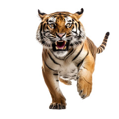 Fototapeta premium brown tiger isolated on white