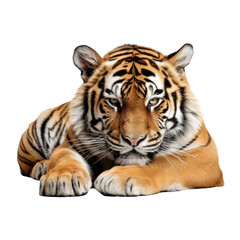 brown tiger isolated on white