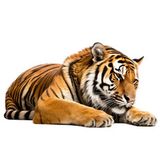 Obraz premium brown tiger isolated on white