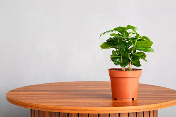 Green houseplant on table near grey wall