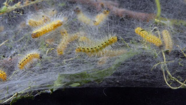 Weaving trees with cobwebs by larvae. Caterpillars of American white butterfly (Hyphantria cunea), moth fall webworm quarantine pest on leaves
