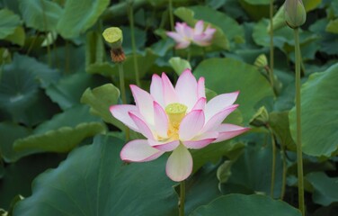 Fototapeta premium 연꽃