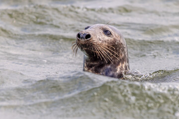 Naklejka premium Harbor Seal Swimming in Waddensea
