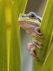 Tree frog peeking from behind leaf