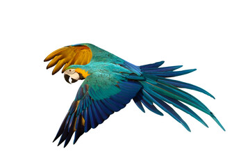 Gracefully flying parrot isolated on transparent background png file