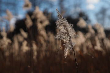 Trzcina nad jeziorem oświetlona słońcem.
