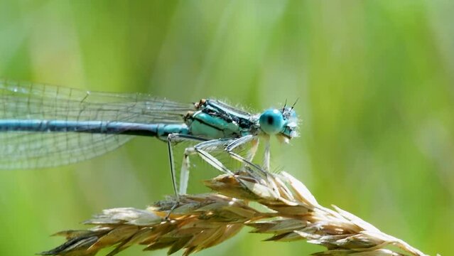 Beautiful blue hairy dragonfly on a blade of grass in a field, extreme close-up