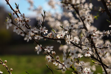 Wiosenne drzewa obsypane białymi kwiatkami.