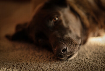 Zbliżenie na głowę psa. 