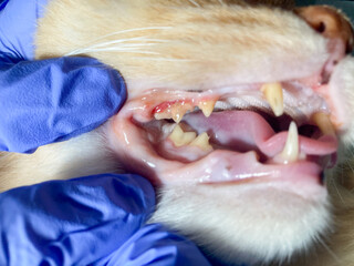 examination of a cat at the vet, close-up, examination of the mouth of cat