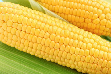 Texture of fresh corn cobs as background