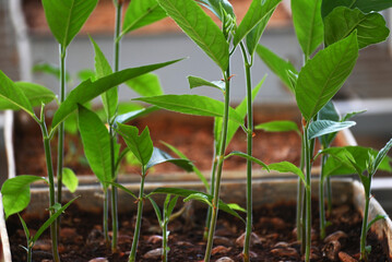Seedling of Artocarpus camansi, the breadnut, is a species of medium sized tree in the family Moraceae.