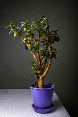 Houseplant Tangerine tree with small young green fruits in a pot isolated on black background. Bonsai