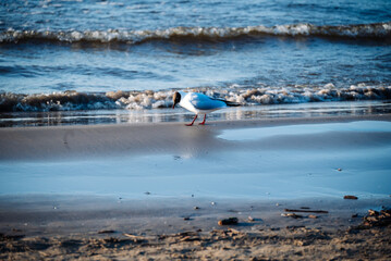 Black-headed gull walks along the coast and looks for food. Seagulls can be curious and sometimes flock in search of food from beachgoers.