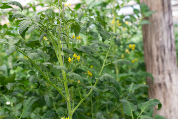 Flowering of tomatoes. Tomatoes ripen in the garden. Farm cultivation of tomatoes. Close up