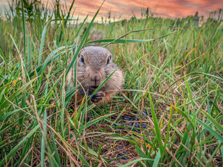 A prairie dog hiding in the thick grass on the lawn. Close-up