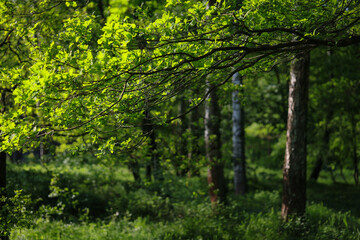 Fototapeta na wymiar Drzewa w lesie nad rzeką Kwisą.
