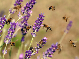 Honey bee, apis mellifera pollinating lavender flowers, close up of bees collecting nectar and pollen on purple flower