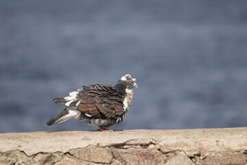 Wild pigeon on the background of the river.