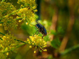 Mosca común, Calliphora