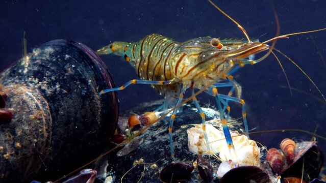 Rockpool shrimp (Palaemon elegans), shrimp looking for food among mussels, Black Sea