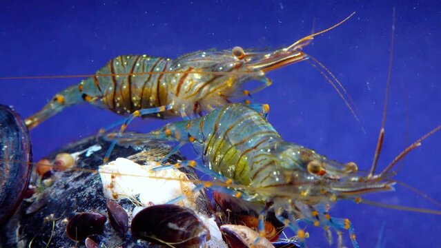 Rockpool shrimp (Palaemon elegans), shrimp looking for food among mussels, Black Sea