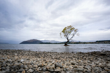 Wanaka tree, Lake Wanaka, South Island, New Zealand.