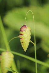 greater quaking grass plant macro photo