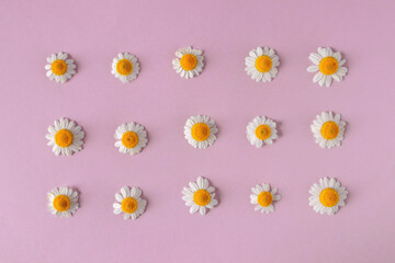 Obraz premium White daisy or chamomile flowers on the pale pink paper background