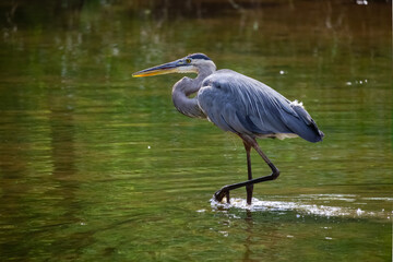 Great Blue Heron fishing in a wetland pond in Roswell Georgia.