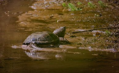 Fototapeta premium Giant Snapping Turtle swimming in the mud at a nature park in Roswell Georgia.