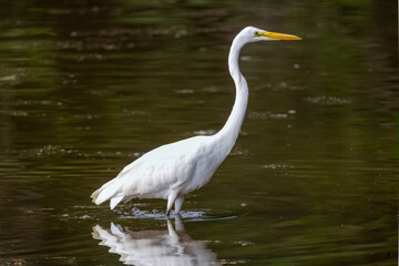 Fototapeta premium Great Egret fishing at a wetland pond in Roswell Georgia.