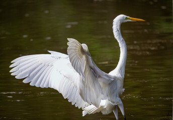Fototapeta premium Great Egret fishing at a wetland pond in Roswell Georgia.