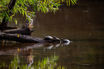 Mud turtles sitting on a log at a pond in Roswell Georgia nature park.