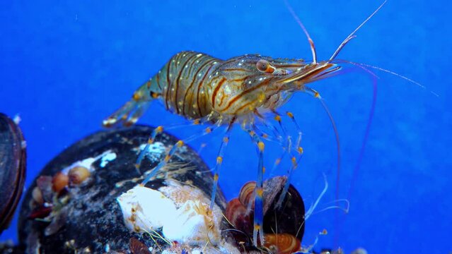 Rockpool shrimp (Palaemon elegans), shrimp looking for food among mussels, Black Sea