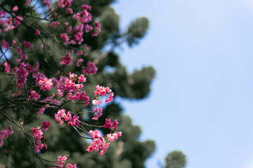 Cherry blossom at Chiang Kai Shek memorial hall, Taipei, Taiwan