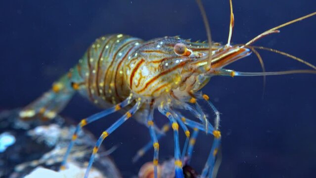 Rockpool shrimp (Palaemon elegans), shrimp looking for food among mussels, Black Sea