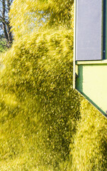 Unloading corn on a corn silage during the corn harvest