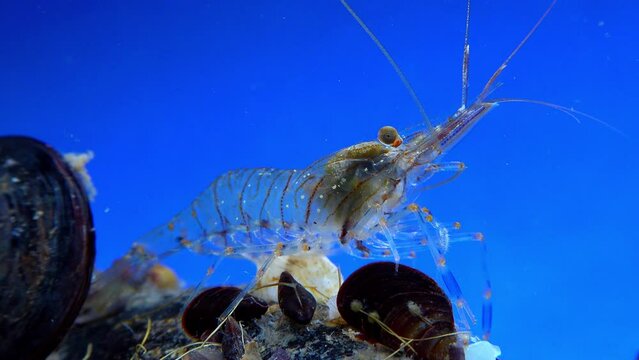Rockpool shrimp (Palaemon elegans), shrimp looking for food among mussels, Black Sea