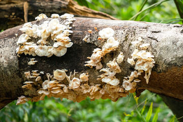 Fototapeta na wymiar Group of white mushroom which are growth on the tree trunk in tropial rainforest place. Nature environment object photo, selective focus. 