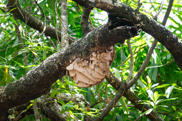 Fototapeta na wymiar A hive of hornet or wasp which is built on the tree branch in rainforest jungle. Animal and wildlife photo.