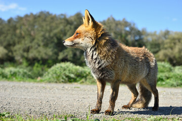 Confident European red fox on a walking path