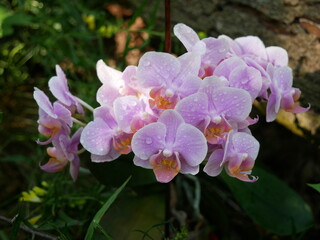 small pink phalaenopsis