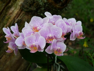 small pink phalaenopsis