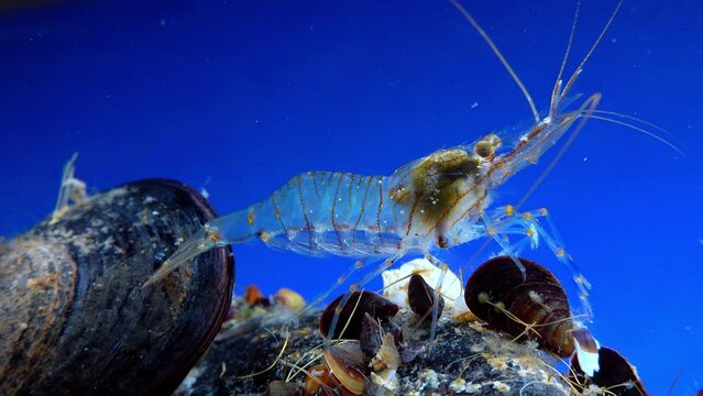 Rockpool shrimp (Palaemon elegans), shrimp looking for food among mussels, Black Sea