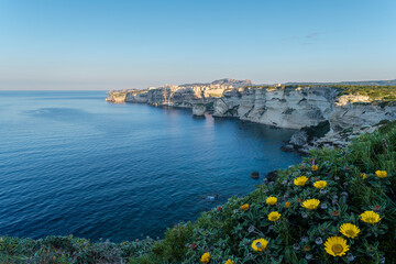 Petites fleurs jaunes devant les falaises et la mer. En arrière plan la citadelle de Bonifacio est éclairée par le soleil levant. Bonifacio, Corse du Sud 